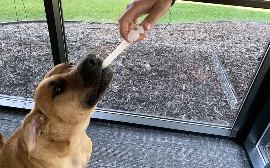 Pet Pill Dispenser being used on a dog for medication